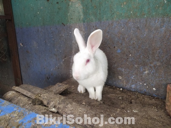 Adult male rabbit